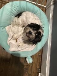 Lost Female Dog last seen South drake, 26th street, Chicago, IL 60623