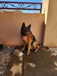 Found/Stray Male Dog last seen Indian Wells - Rancho Etiwanda Estates, Rancho Cucamonga, CA 91730