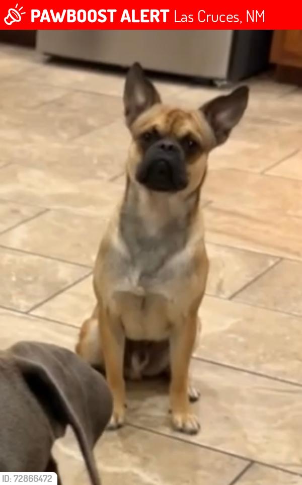 Lost Male Dog last seen Solano , Las Cruces, NM 88001
