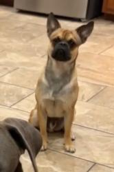 Lost Male Dog last seen Solano , Las Cruces, NM 88001
