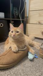 Lost Male Cat last seen Thousand Oaks park, San Jose, CA 95136
