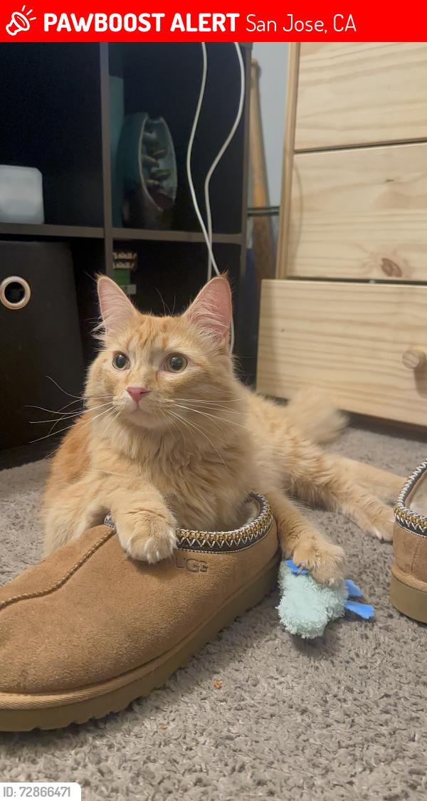 Lost Male Cat last seen Thousand Oaks park, San Jose, CA 95136