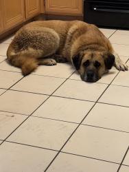 Found/Stray Female Dog last seen Near hosking ave , Bakersfield, CA 93307