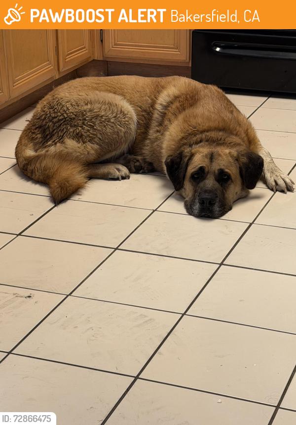 Found/Stray Female Dog last seen Near hosking ave , Bakersfield, CA 93307