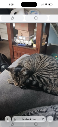 Lost Male Cat last seen 1st  between North Lake and Judson, Albany, NY 12206
