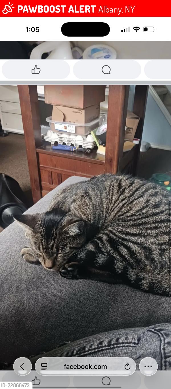 Lost Male Cat last seen 1st  between North Lake and Judson, Albany, NY 12206