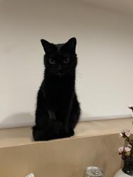 Lost Male Cat last seen Isabel St and James St. southeast Mount Washington, Los Angeles, CA 90065