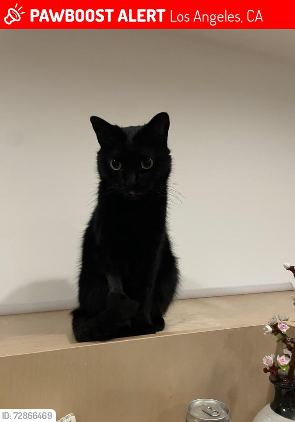 Lost Male Cat last seen Isabel St and James St. southeast Mount Washington, Los Angeles, CA 90065