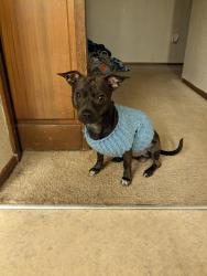 Lost Male Dog last seen Weathers park, Salem, OR 97305