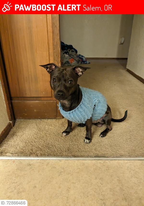 Lost Male Dog last seen Weathers park, Salem, OR 97305