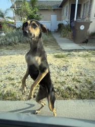 Found/Stray Female Dog last seen Harrison, San Bernardino, CA 92404