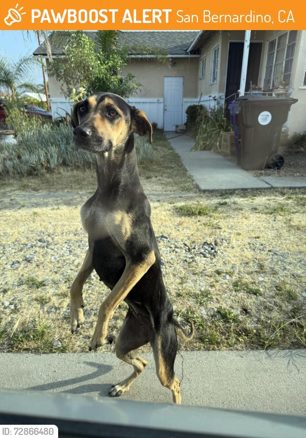Found/Stray Female Dog last seen Harrison, San Bernardino, CA 92404