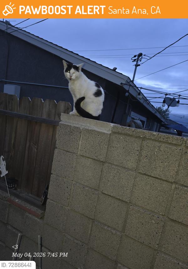 Found/Stray Male Cat last seen Glenwood & center, Santa Ana, CA 92704