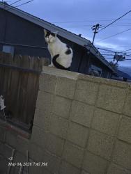 Found/Stray Male Cat last seen Glenwood & center, Santa Ana, CA 92704