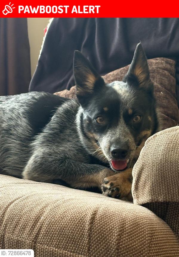 Lost Female Dog last seen Ward and Ruie North Tonawanda, North Tonawanda, NY 14120