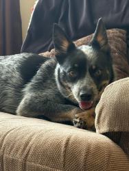Lost Female Dog last seen Ward and Ruie North Tonawanda, North Tonawanda, NY 14120