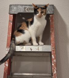 Lost Female Cat last seen South East of Troup, Cherokee County, TX 75789
