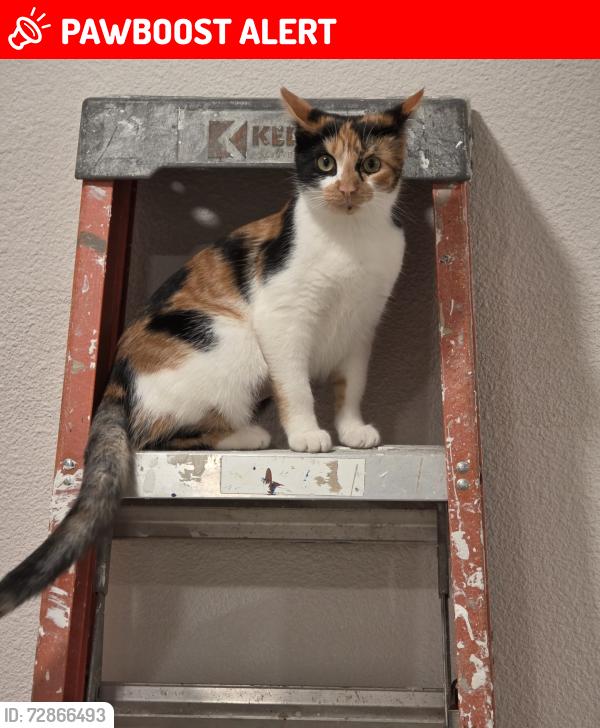 Lost Female Cat last seen South East of Troup, Cherokee County, TX 75789