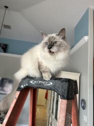 Lost Male Cat last seen Behind Schumann and Bailey, Sebastian, FL 32958