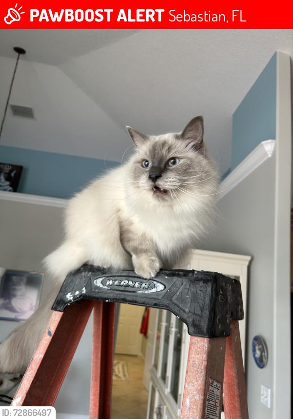Lost Male Cat last seen Behind Schumann and Bailey, Sebastian, FL 32958