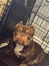 Lost Male Dog last seen Rossie Lee DR, Bossier City, LA 71112