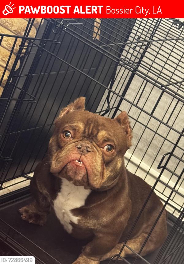 Lost Male Dog last seen Rossie Lee DR, Bossier City, LA 71112