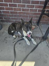 Found/Stray Female Dog last seen Huddle House restaurant 95 & 301, Exit 8 Emporia, VA, Emporia, VA 23847