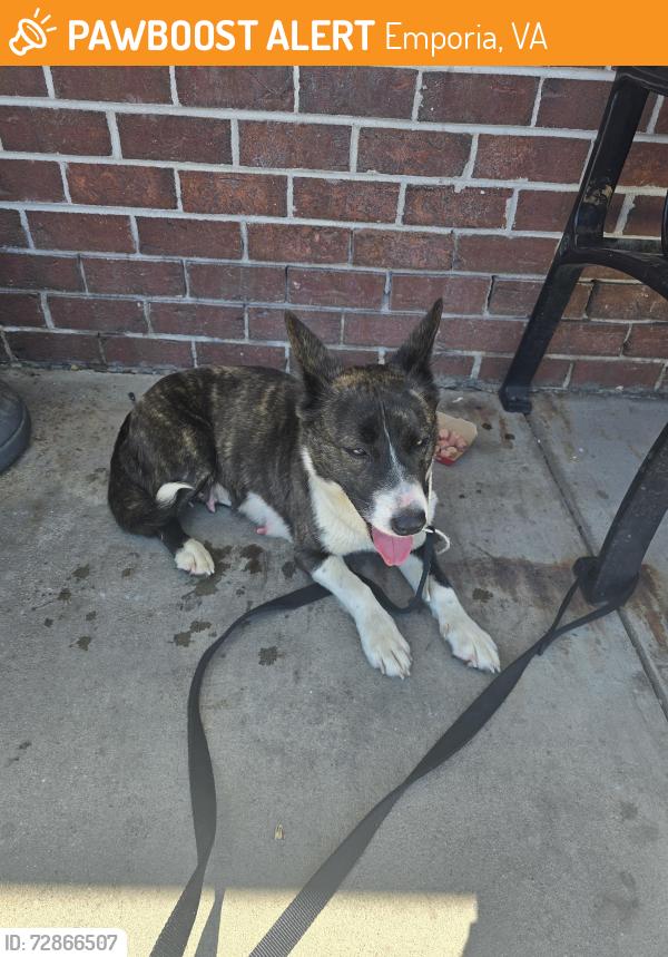 Found/Stray Female Dog last seen Huddle House restaurant 95 & 301, Exit 8 Emporia, VA, Emporia, VA 23847
