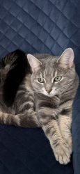 Lost Female Cat last seen Homer Watson and block line, Kitchener, ON N2E