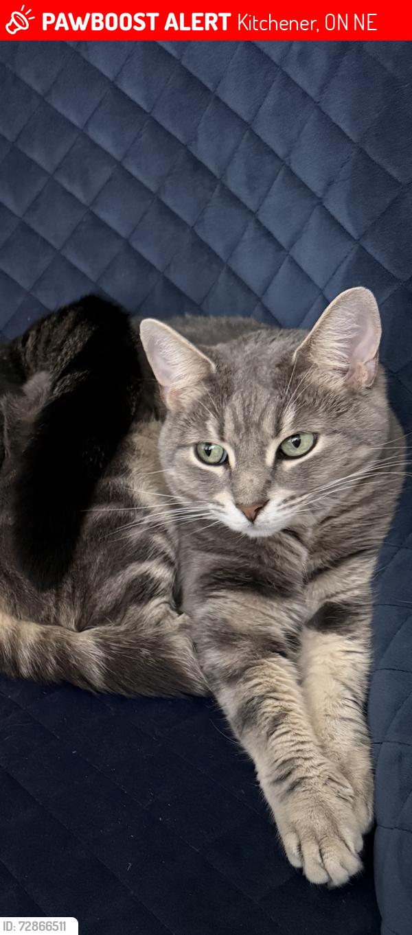 Lost Female Cat last seen Homer Watson and block line, Kitchener, ON N2E