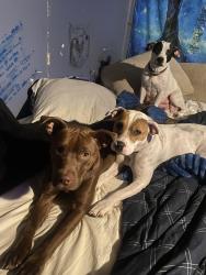 Reunited Male Dog last seen Grimes, Johnston County, NC 27501