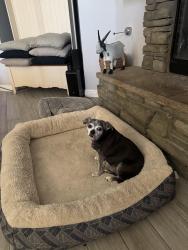 Lost Male Dog last seen Bryant st, Yucaipa, CA 92399