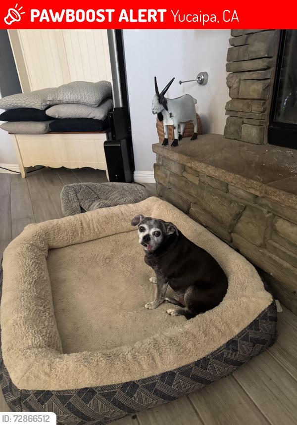 Lost Male Dog last seen Bryant st, Yucaipa, CA 92399