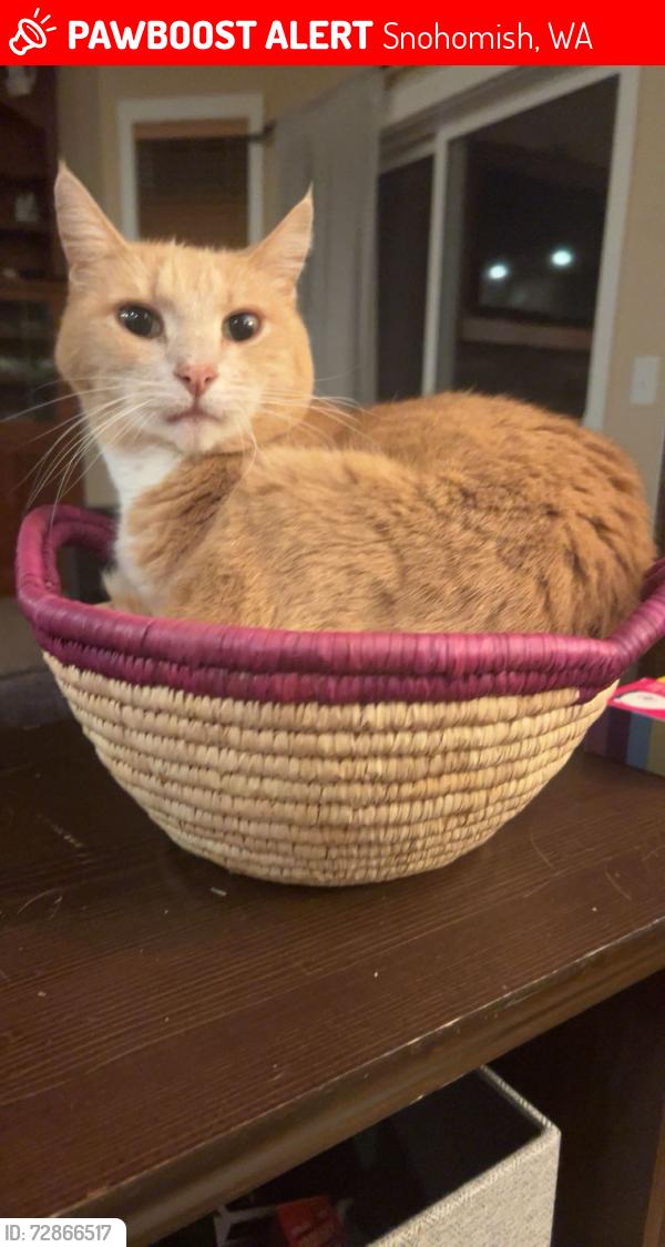 Lost Male Cat last seen Mero road, Snohomish, WA 98290