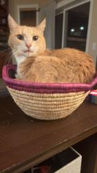 Lost Male Cat last seen Mero road, Snohomish, WA 98290