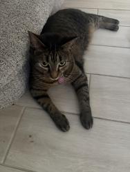 Reunited Female Cat last seen Reeling Park, Melbourne, FL 32940