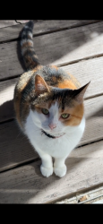 Lost Female Cat last seen Whitney Way, Montgomery, IL 60538