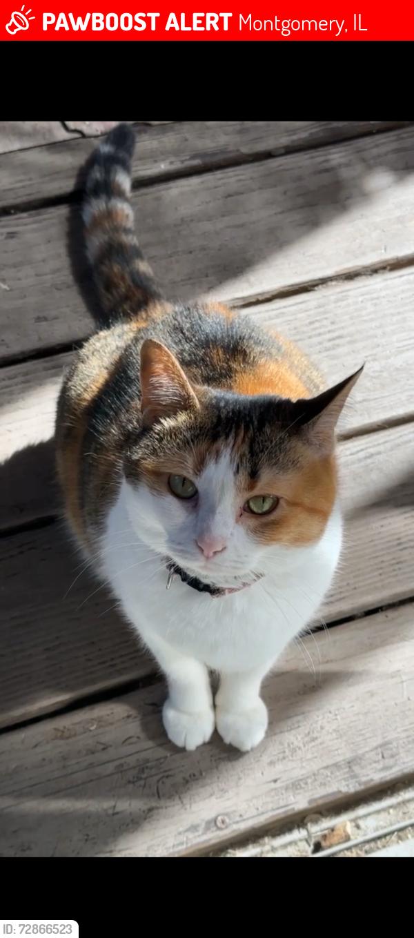 Lost Female Cat last seen Whitney Way, Montgomery, IL 60538