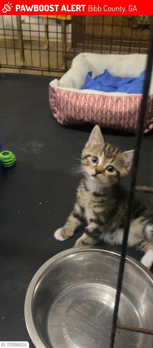 Lost Female Cat last seen Fran dr, Macon, ga, Bibb County, GA 31216