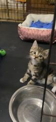 Lost Female Cat last seen Fran dr, Macon, ga, Bibb County, GA 31216