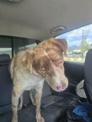 Found/Stray Male Dog last seen 5 Mile Pass, Cedar Valley, UT 84013