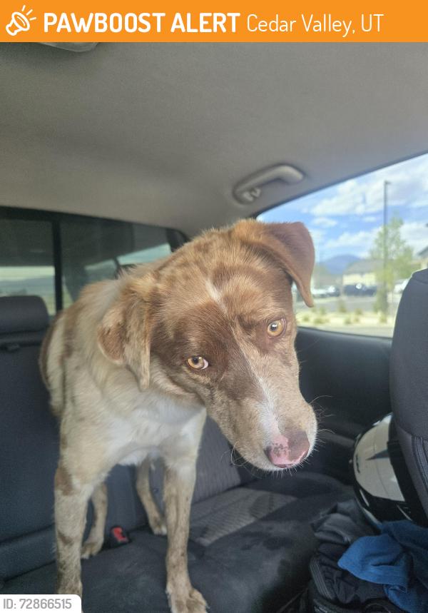 Found/Stray Male Dog last seen 5 Mile Pass, Cedar Valley, UT 84013