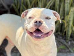 Shelter Stray Male Dog last seen , Bonita, CA 91902