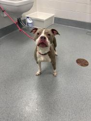 Shelter Stray Male Dog last seen Near , Indianapolis, IN 46221