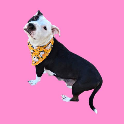 Shelter Stray Female Dog last seen Near BLOCK WEST DR, BAKERSFIELD CA 93305, Bakersfield, CA 93308