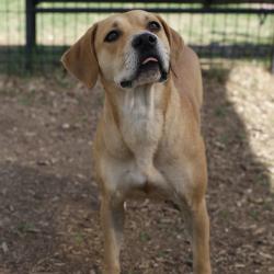 Shelter Stray Female Dog last seen Near BLOCK HEATHER HILL, San Antonio, TX 78227