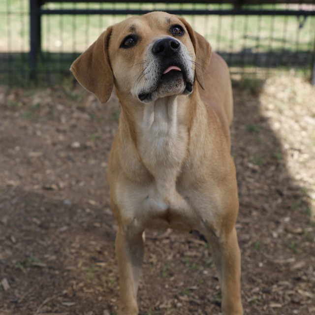 Shelter Stray Female Dog last seen Near BLOCK HEATHER HILL, San Antonio, TX 78227