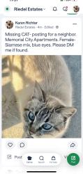 Reunited Female Cat last seen Memorial City apartments, Houston, TX 77024