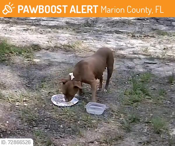 Found/Stray Female Dog last seen Sw 134 ct Dunnellon FL, Marion County, FL 34432