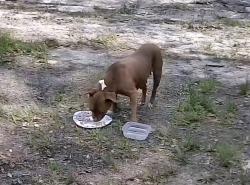 Found/Stray Female Dog last seen Sw 134 ct Dunnellon FL, Marion County, FL 34432